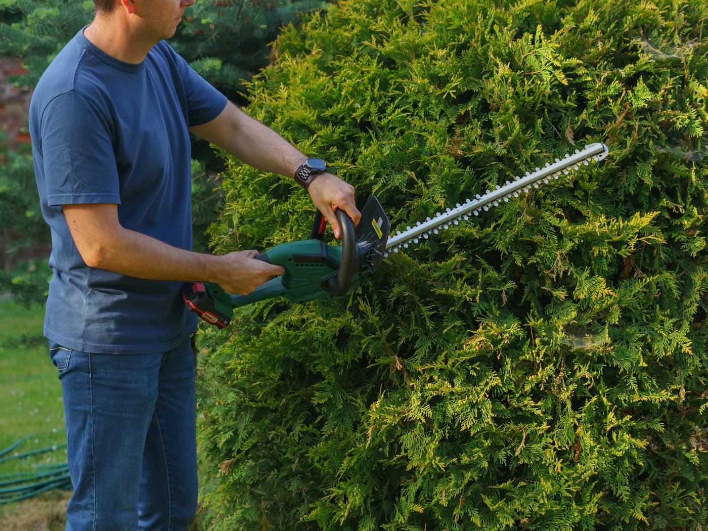 Oleander hedge being squared off with hand shears.