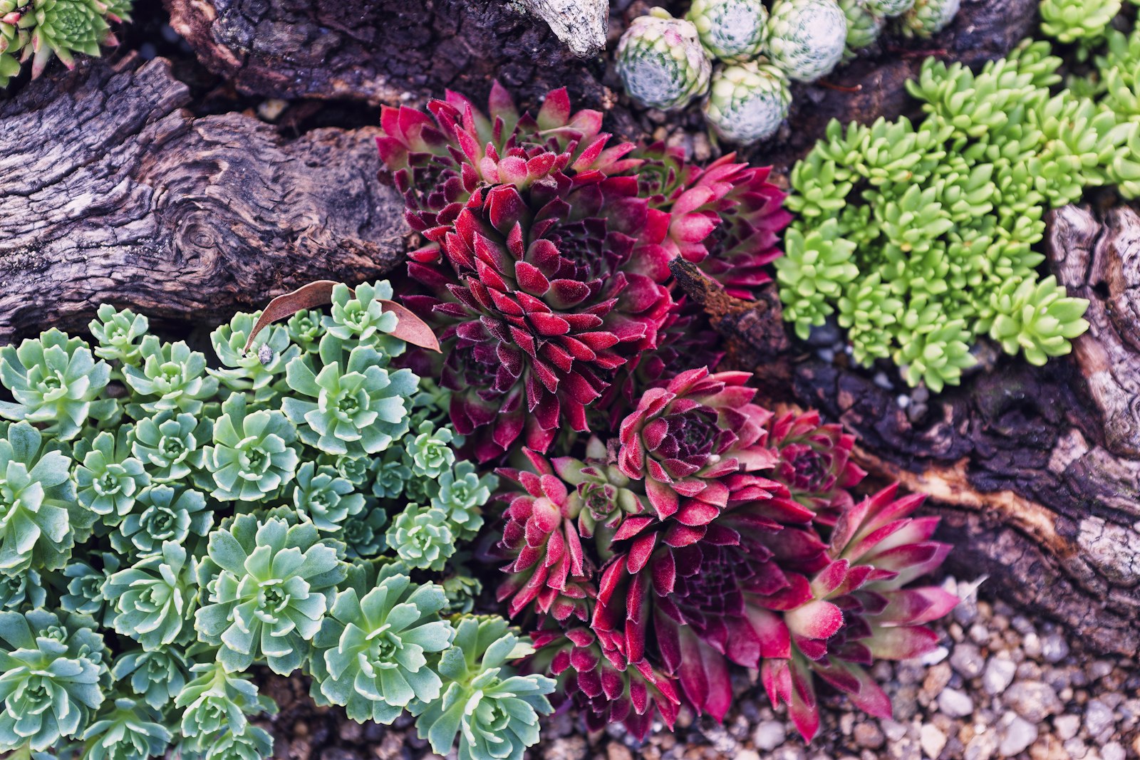 Mixed agave and aloe in a freshly raked decomposed-granite bed against a stucco wall.