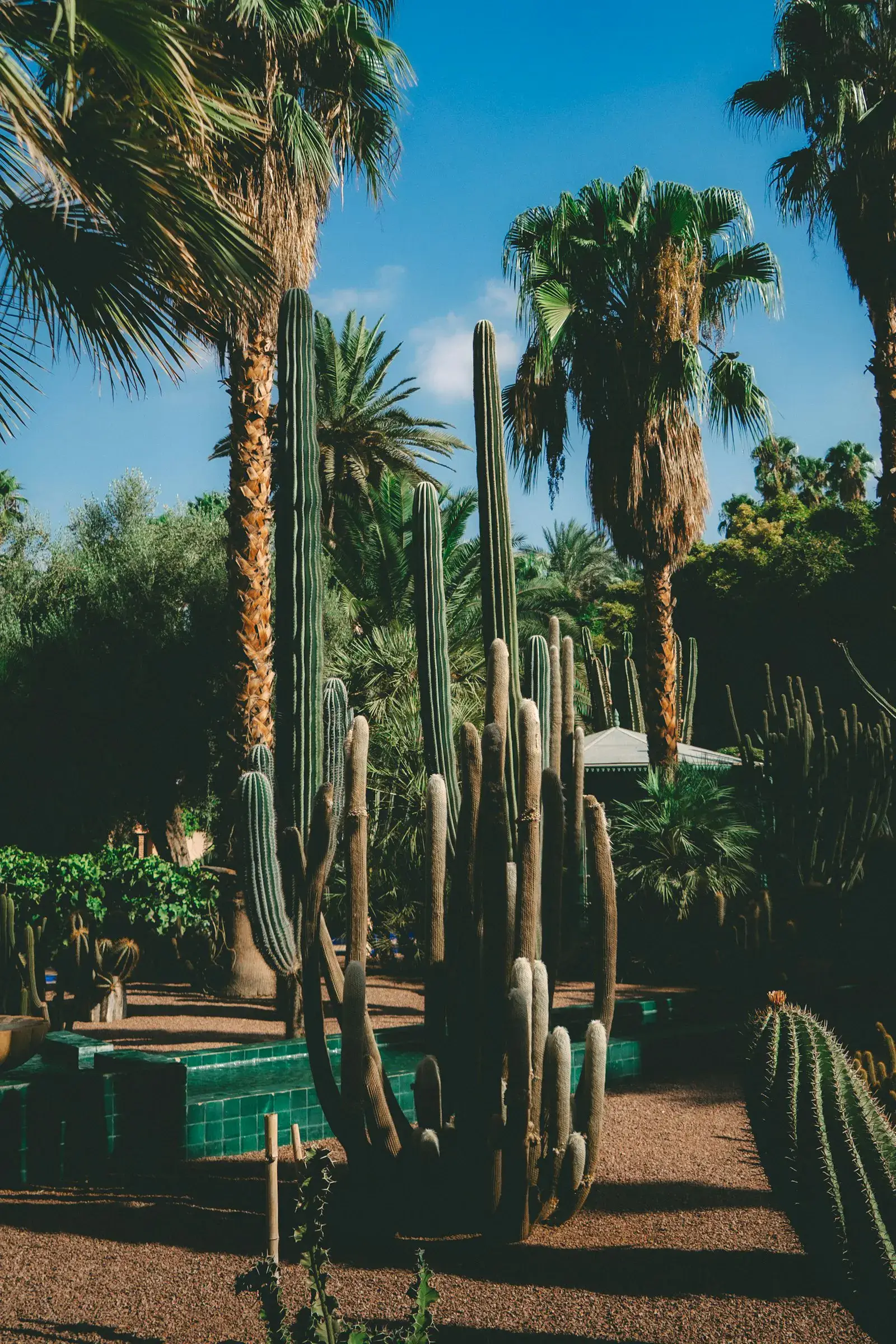Tall ocotillo and date palms over a low-water Phoenix yard with rock mulch.